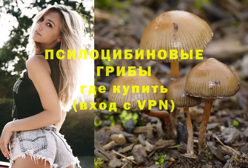 OMG сайт  Балтийск  Псилоцибиновые грибы Psilocybe  как найти наркотики 