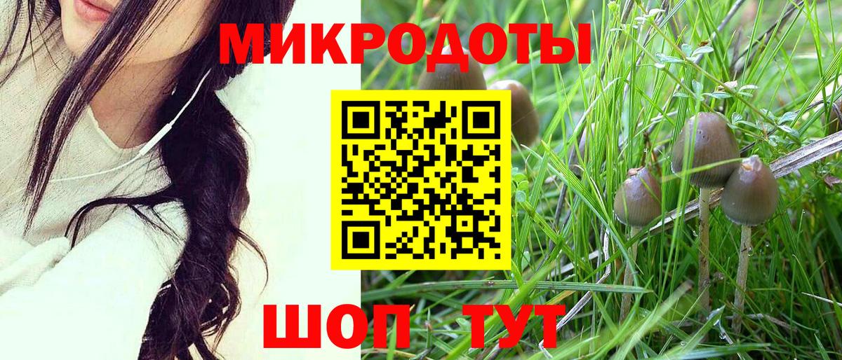 Псилоцибиновые грибы Psilocybine cubensis Балтийск